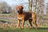 DOGUE DE BORDEAUX 110